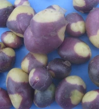 MURU TRUE POTATO SEED (TPS)