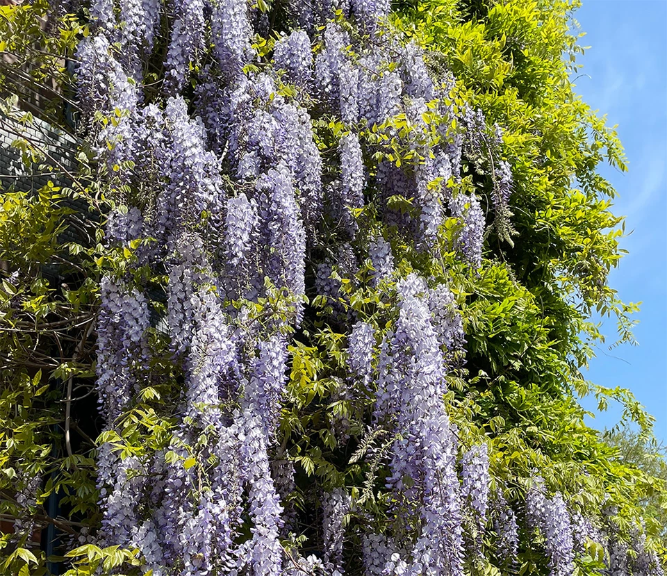 3x Chinesischer Blauregen - Wisteria sinensis Glycinie - blaublühend winterhart - Bild 1 von 2