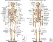 ANATOMY OF THE HUMAN EYE POSTER ANATOMICAL CHART BODY 16/'/'x13/'/'inch 01