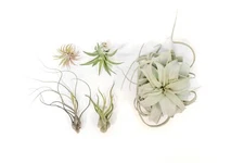 Aztec Collection Tillandsia Air Plants - Easy Care Indoor Outdoor Wholesale