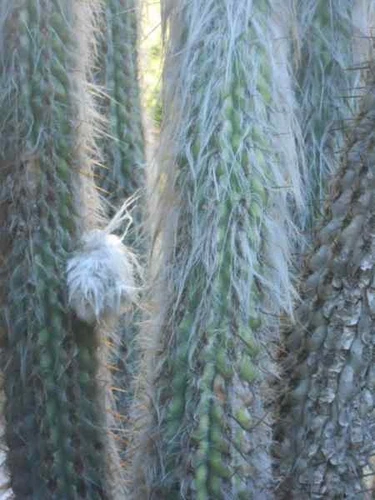 OLD MAN OF THE ANDES (Oreocereus fossulatus) 10 seeds - Picture 3 of 4