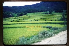 Campo de granja de arroz en Corea del Sur mediados de la década de 1950, Kodachrome Slide t16a