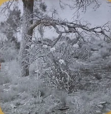 Rose of Sharon in Grand Canyon, Arizona, 1907, Magic Lantern Glass Photo Slide