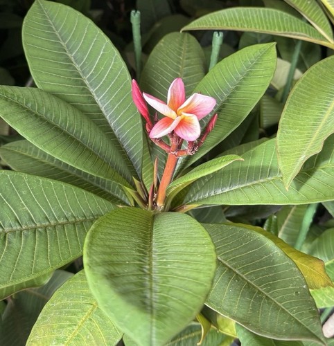 Plumeria Rubra Frangipani plants. All UK grown from seeds, not from cuttings - Picture 19 of 24