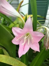 Combo 2 PINK CRINUM LILY-Belladonna-2 Red Amaryllis 3+INCH Size.see Pictures