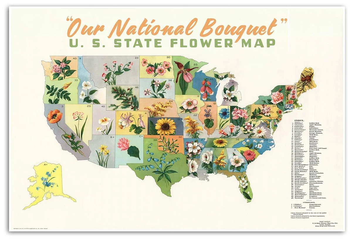 National Flower Of Usa Images Best Flower Site