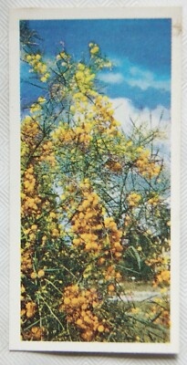 Lyons Teekarte Australien Nr. 28 Wattle