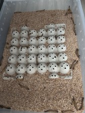 Live Large Superworms Reptile Feeders - Alive Large Mega Super Worms Pet Food