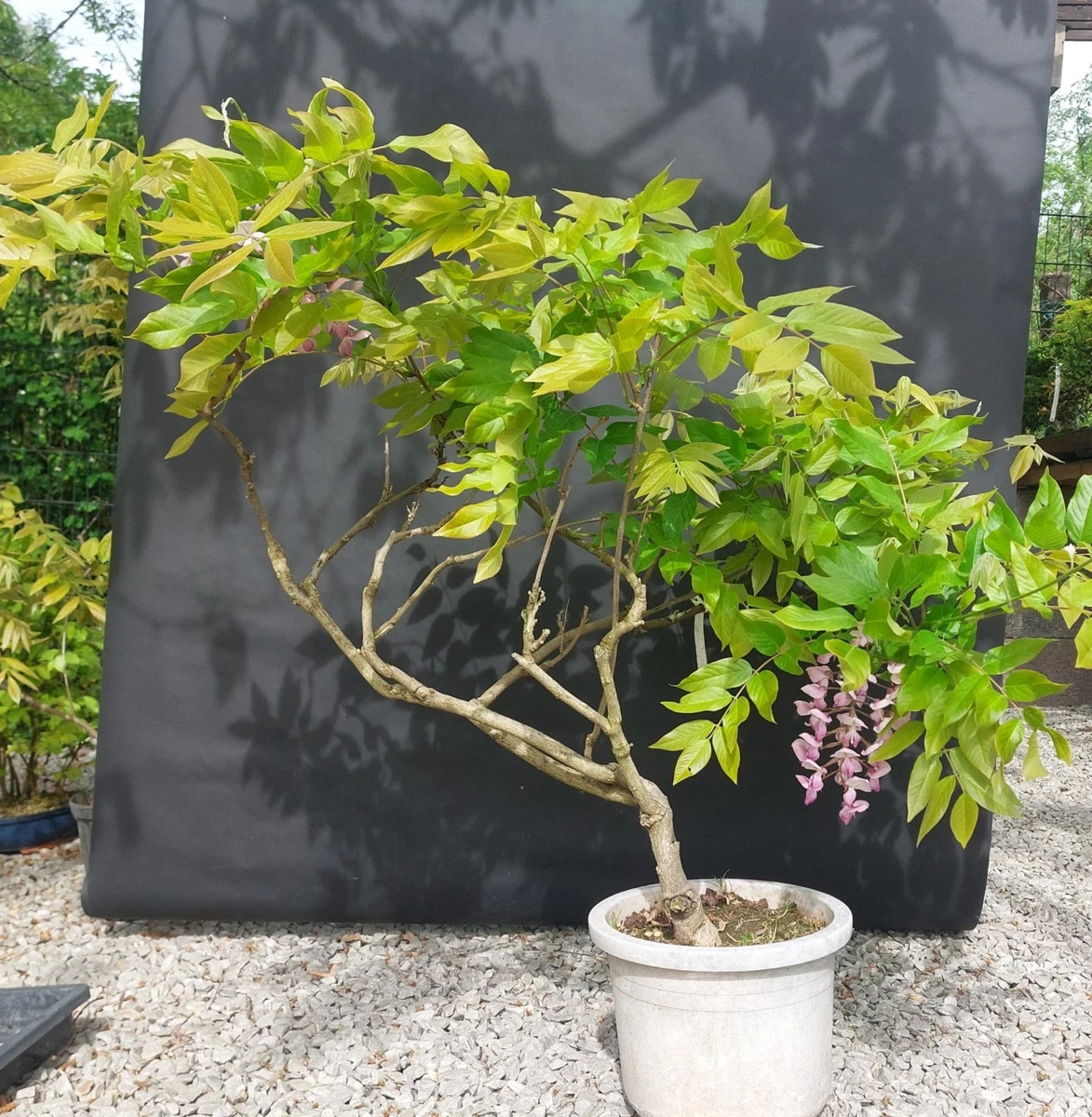 Bonsai-Bume mit Blauregen (Wisteria) online kaufen | eBay.de