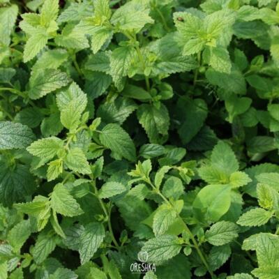 Citronella Balsam 50+ frische Samen (Melissa officinalis). Bio Saatgut gentechnikfrei
