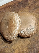 Portobello 'Big Cap' Agaricus bisporus Liquid Culture Syringe 10+ ml Comm. Clone