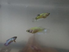 Neon Betta Fish Live Female Hmpk Neon 2 Pack Baby 100 Neon