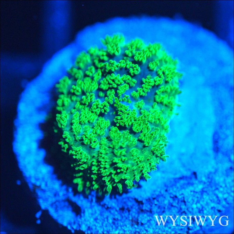 Corals of Eden ~ WYSIWYG Live Coral Frag ~ Radioactive Shroom Coral ~ LPS