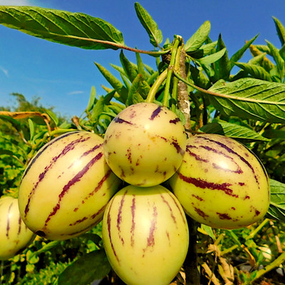 100+ Golden Pepino Seedss (Solanum muricatum) Sweet Melon Pear Fruit