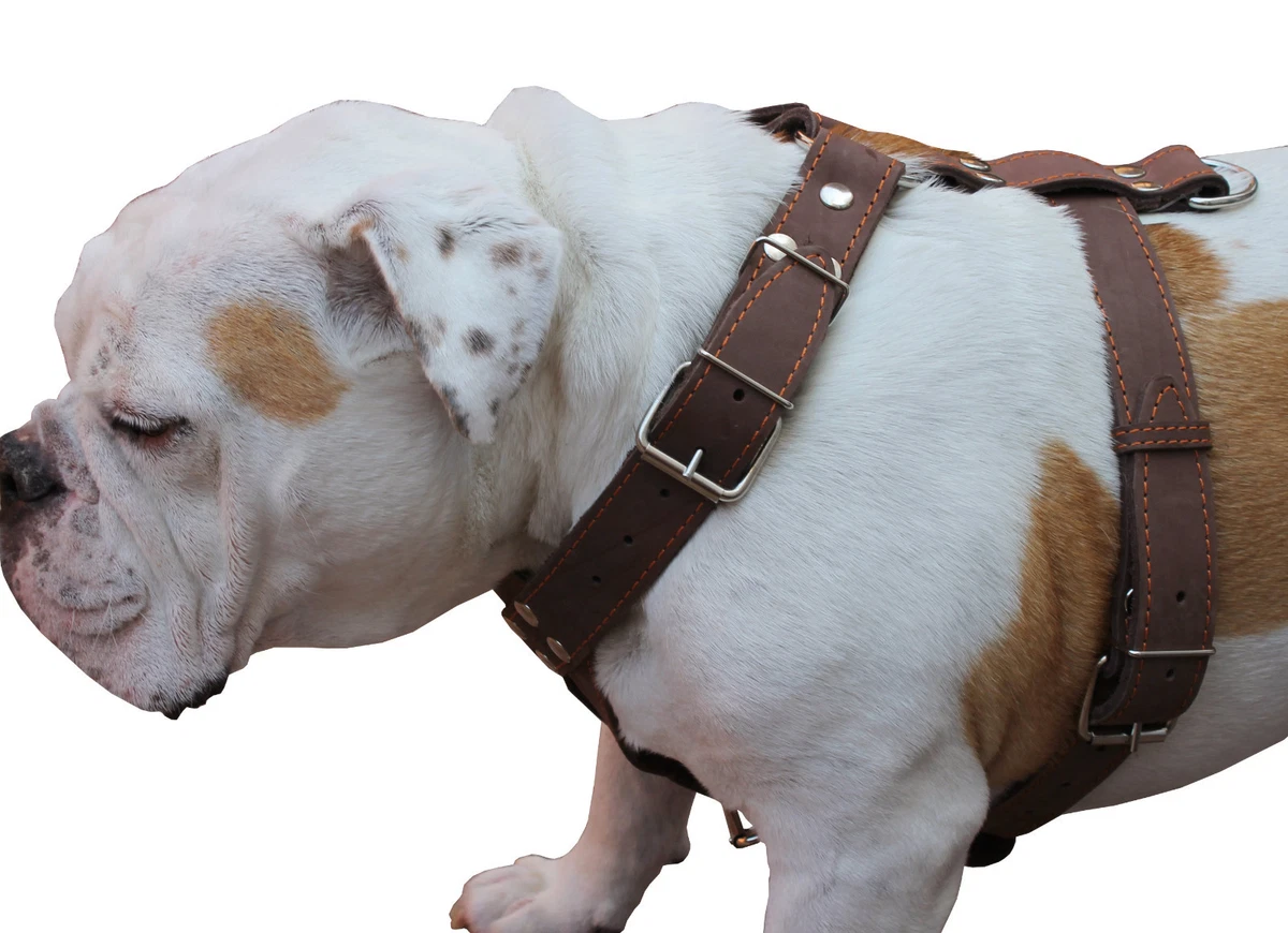 English bulldog cheap harness size