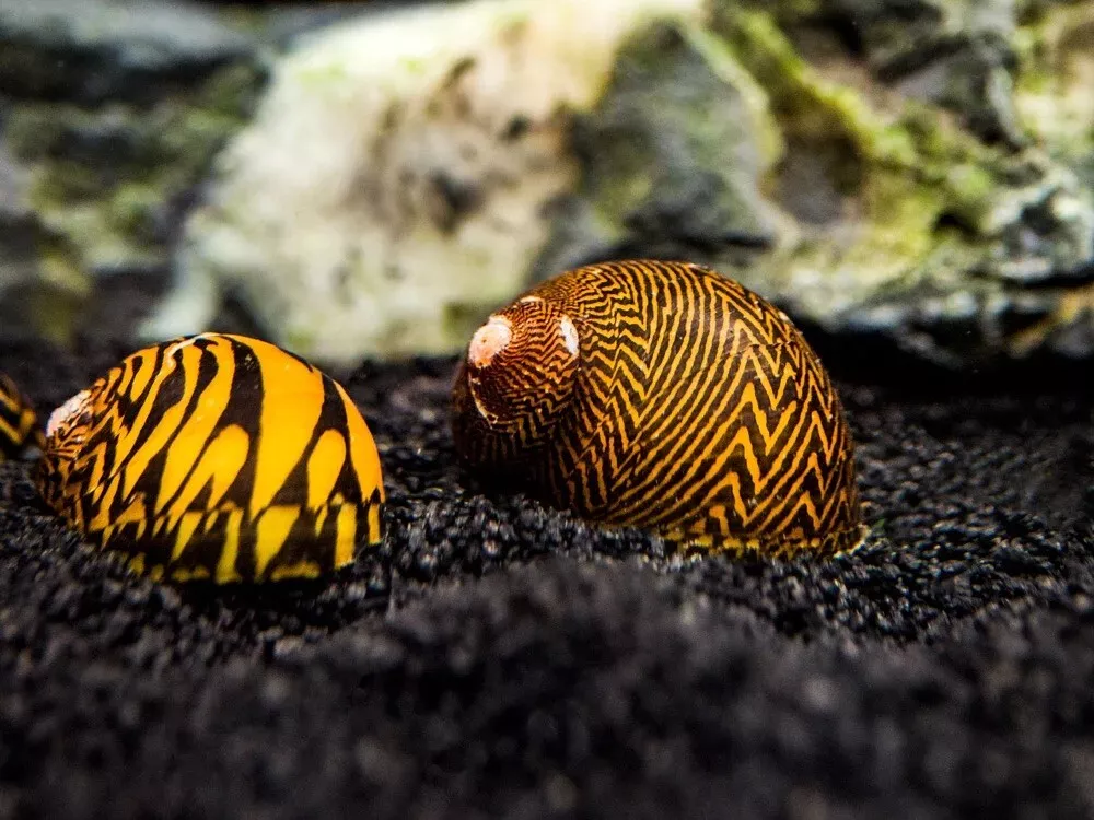 Algae eating hotsell snails freshwater