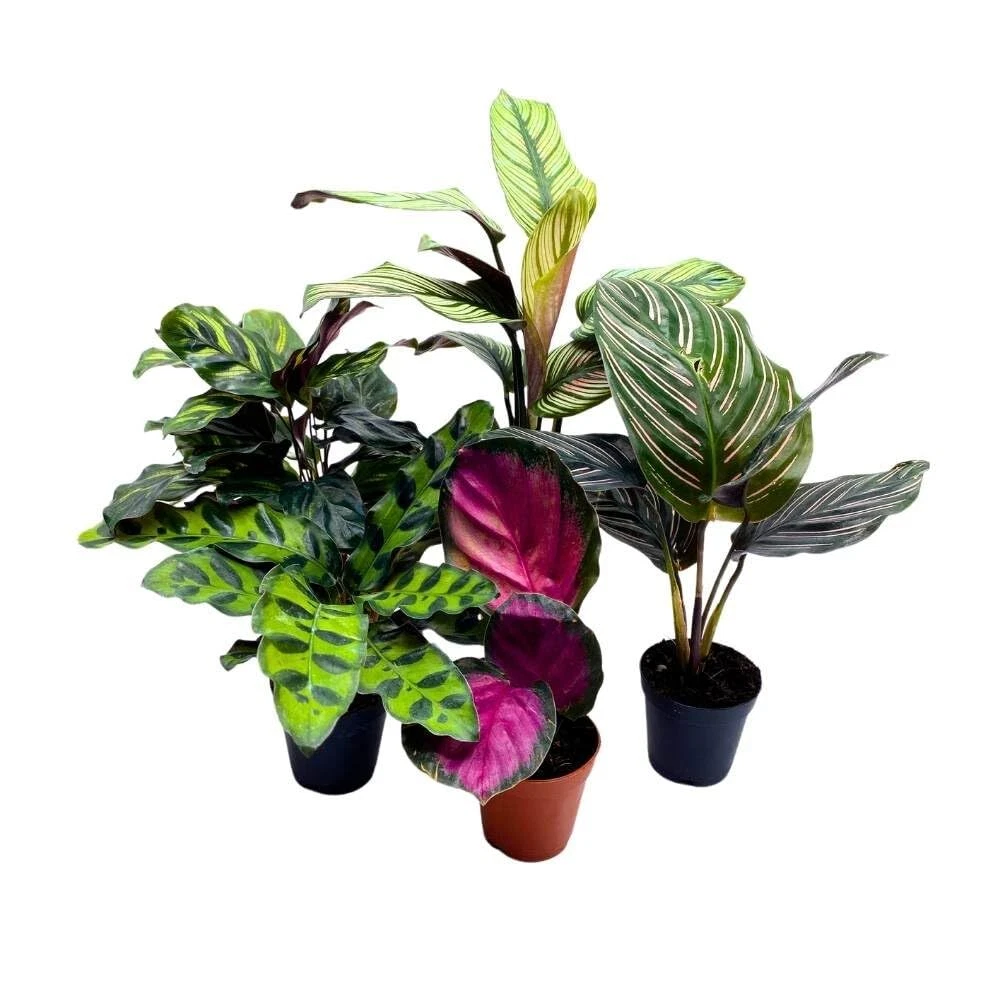marbled pothos Pothos Marble Prince For Sale  Logee's Plants