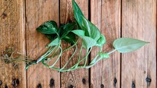 Gorgeous Pothos/Devil's Ivy Cutting, 12 Leaves, Rooted And Already Trailing
