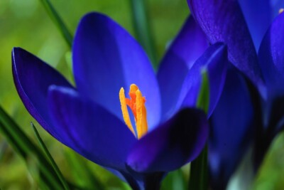Schneekrokusse deep-blue Krokusse Krokus Blumenzwiebeln winterhart Lieferbar 