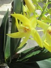 1 BIG DENDROBIUM BABY NOT BLOOM HAD 3 SPIKES OF HIGHLY SCENTED FLOWERS — photo 1