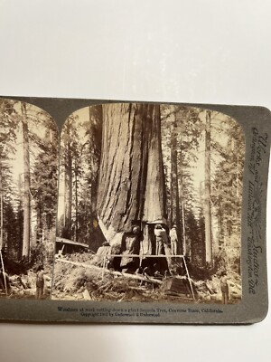 Woodmen Cutting Giant Sequoia Tree, Converse Basin, Calif. c.1902