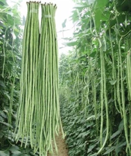 35+ Seeds! FRESH 2023 Yard Long Green Bean Seeds | Non-GMO Seeds