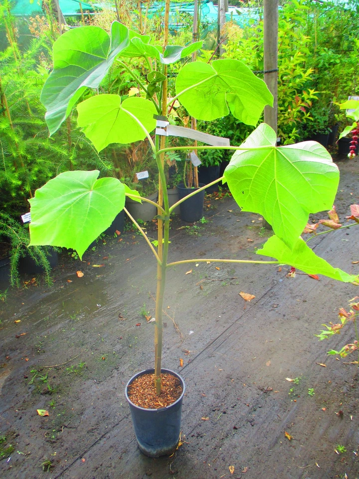 4litre size Paulownia tomentosa Fast Blue - hardy foxglove tree - 4ft inc. pot - Image 3 of 3