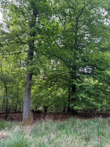 Waldgrundstücke, (Eichen) in Nohfelden-Wolfersweiler, Saarland, 15.199 qm, - Bild 7 von 10