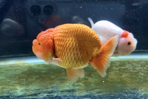 Gorgeous JUMBO Red Ranchu. Approximately 5-5.5 inches. | eBay