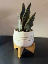 Artificial Snake Plant Broadleaf in Decorative White Pot with Wooden Stand 7 In