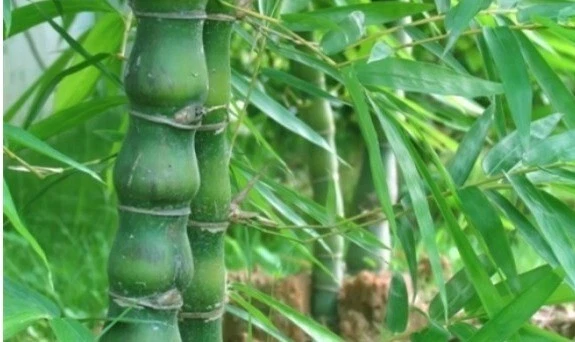 50 + Semillas de bambú vientre de Buda (Bambusa ventricosa) Foto 2 de 3