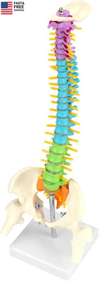 Flexible Human Spine Model with Spinal Nerves Pelvis and Thighs, Vertebral Colu