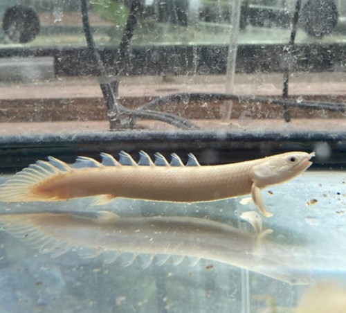 Semi-Platinum Senegal Bichir