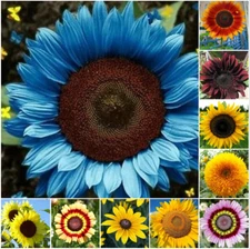 50pcs/Pack 10 Species Mix Variety Pack Sunflower Seeds Unique and Varied Garden