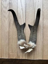 Pronghorn Antelope Horns Skull Plate