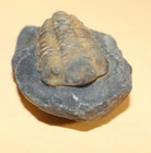 Acastoides verneuilli Middle Ordovician Trilobite Collection Clearance 1327 Andes