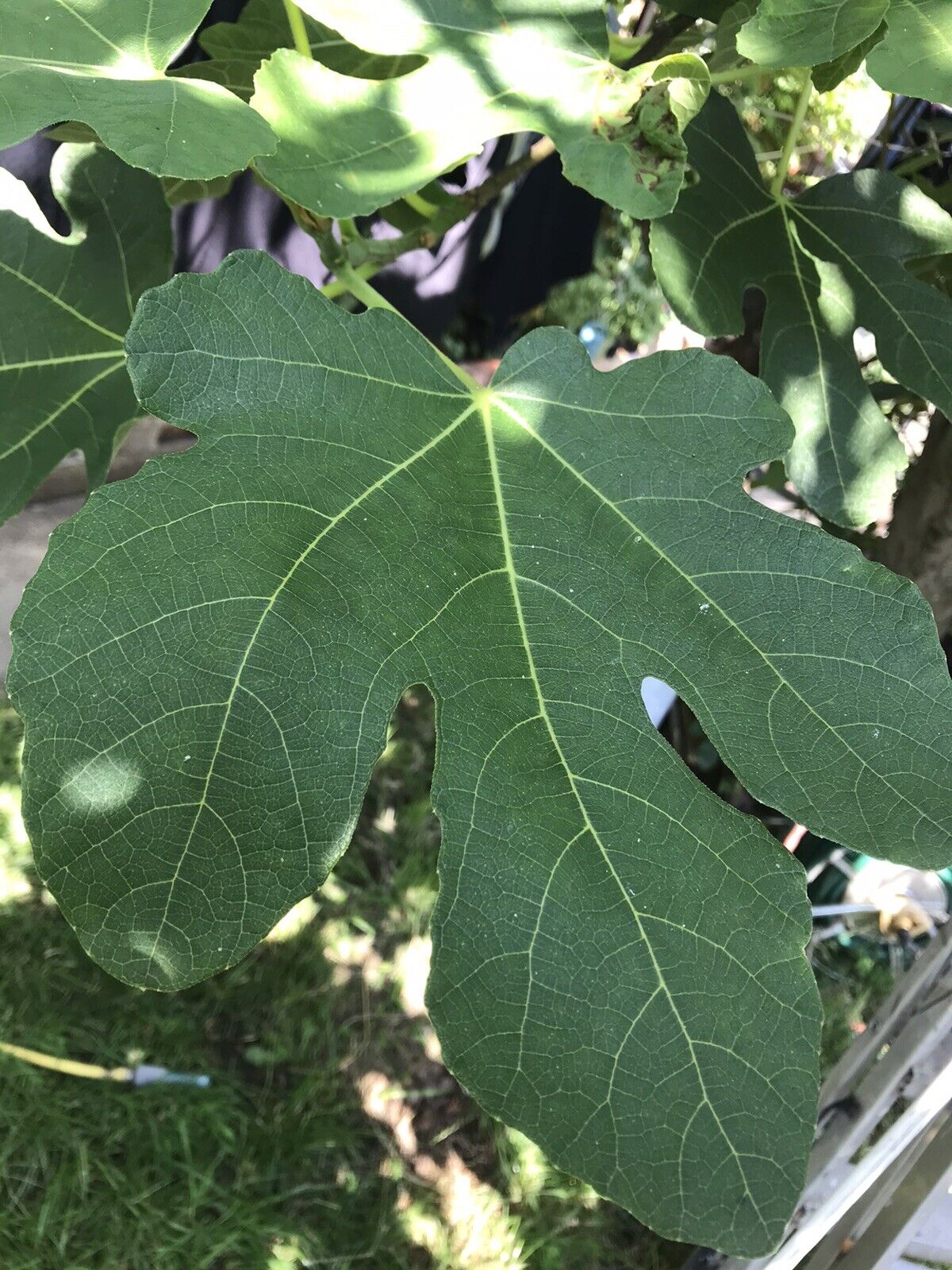 Fresh Organic Fig Leaves X5 For Cooking - Available Only May - Sept - Uk Seller