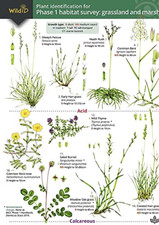 Plant Identification for Phase 1 Habitat Survey: Grassl -  NEW Mark Duffell, H 2