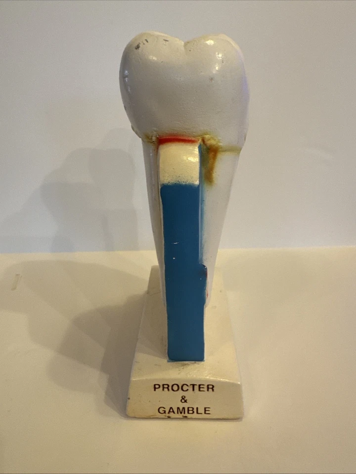 Cepillo de dientes gigante vintage educación dental utilería de exhibición periodontal Foto 4 de 4