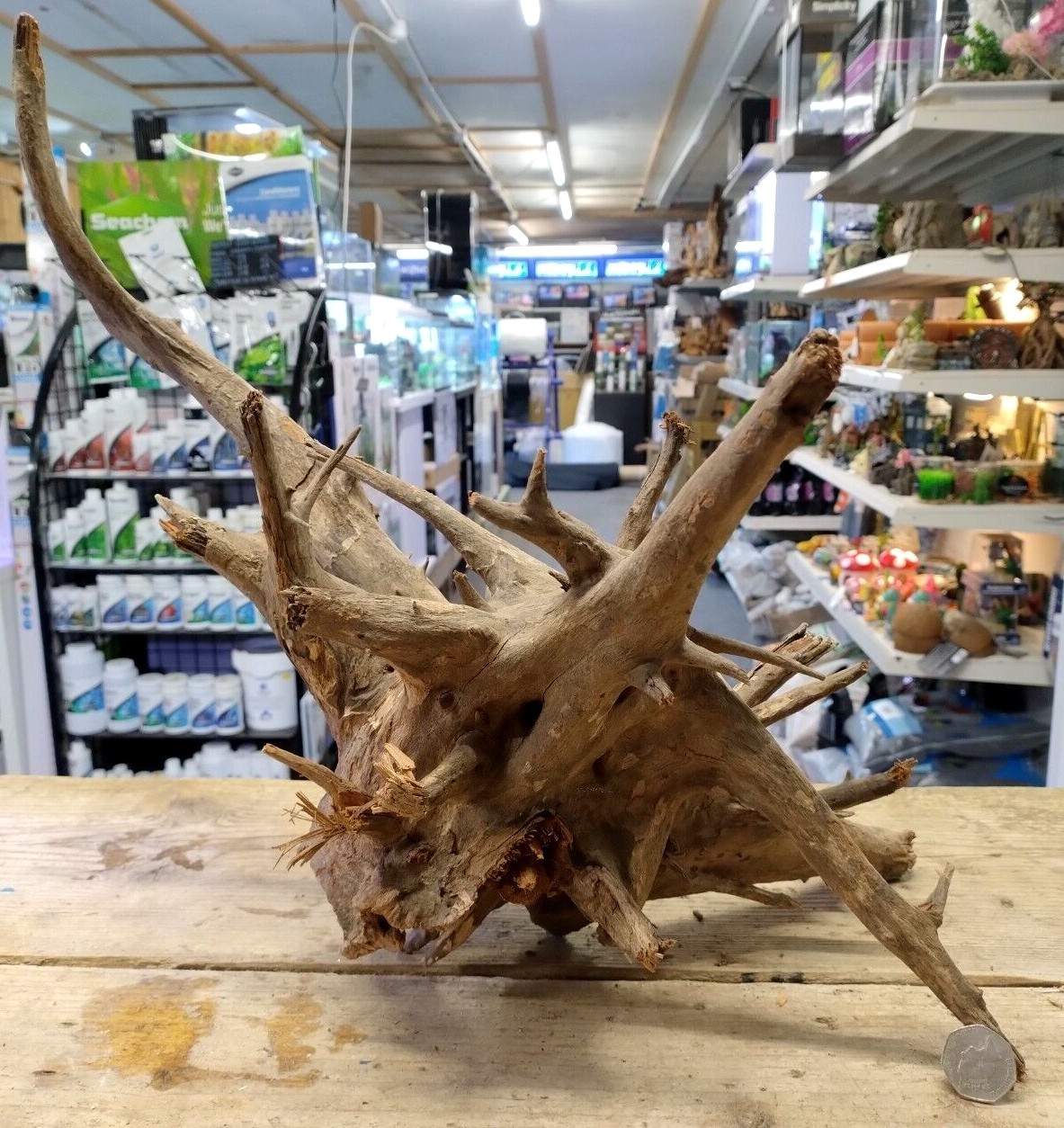 Large Corbo Root Aquarium Bogwood Vivarium Root Driftwood Catfish Cave