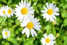 1,000 White Daisy Seeds for Planting - Shasta Daisy - Easy to Grow Perennial Flo