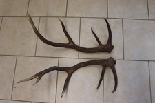 Abwurfstangen Geweihstangen Hirschhorn Hirschgeweih Geweih Horndekoration Passer