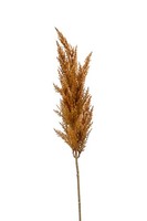 Artplants Dekozweig Pampas Gras Rispe Baterno, Braun, 90Cm
