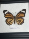 Vintage Lot of 2 Real Butterflies in 5x5” Framed Glass Display TAXIDERMY Rare — photo 3