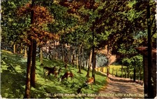 Deer Park, John Ball Park, GRAND RAPIDS, Michigan Postcard - Will P. Canaan