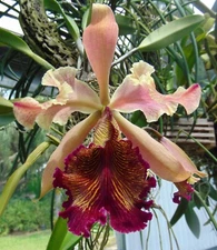 C. dowiana var. rosita 'B. Posey' AM/AOS Mounted driftwood ABC