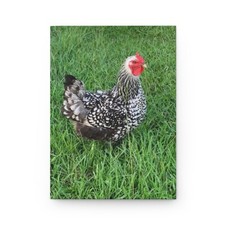 Chicken Hardcover Journal Matte
