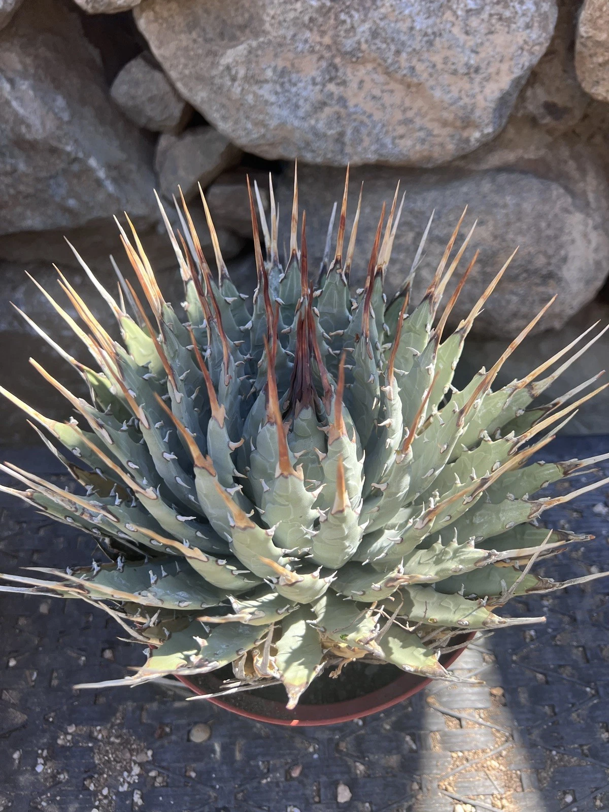Agave Utahensis var. nevadensis Amazing fire thorns 8” pot
Opens in a new window or tab