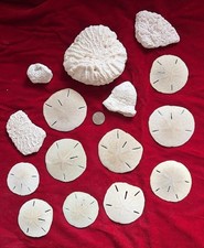 Authentic Sand Dollar & Coral Seashell Wedding Crafts Beach House Decor Aquarium