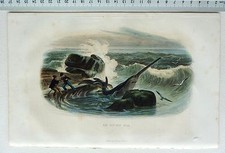 GRAVURE FURNE REQUIN  LE SQUALE SCIE O227